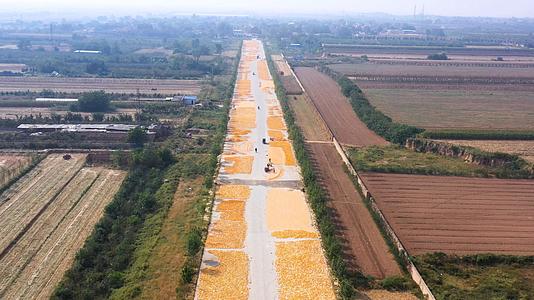 4K陕西农业玉米丰收农民晒秋航拍素材视频的预览图