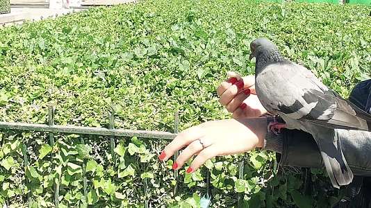 鸽子在法国和法国的慢动作女神面前吃着观光客人手中的食物视频的预览图