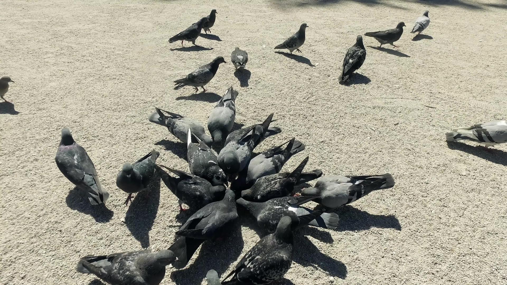 一群鸽子在巴黎吃麦子Notre夫人那里视频的预览图