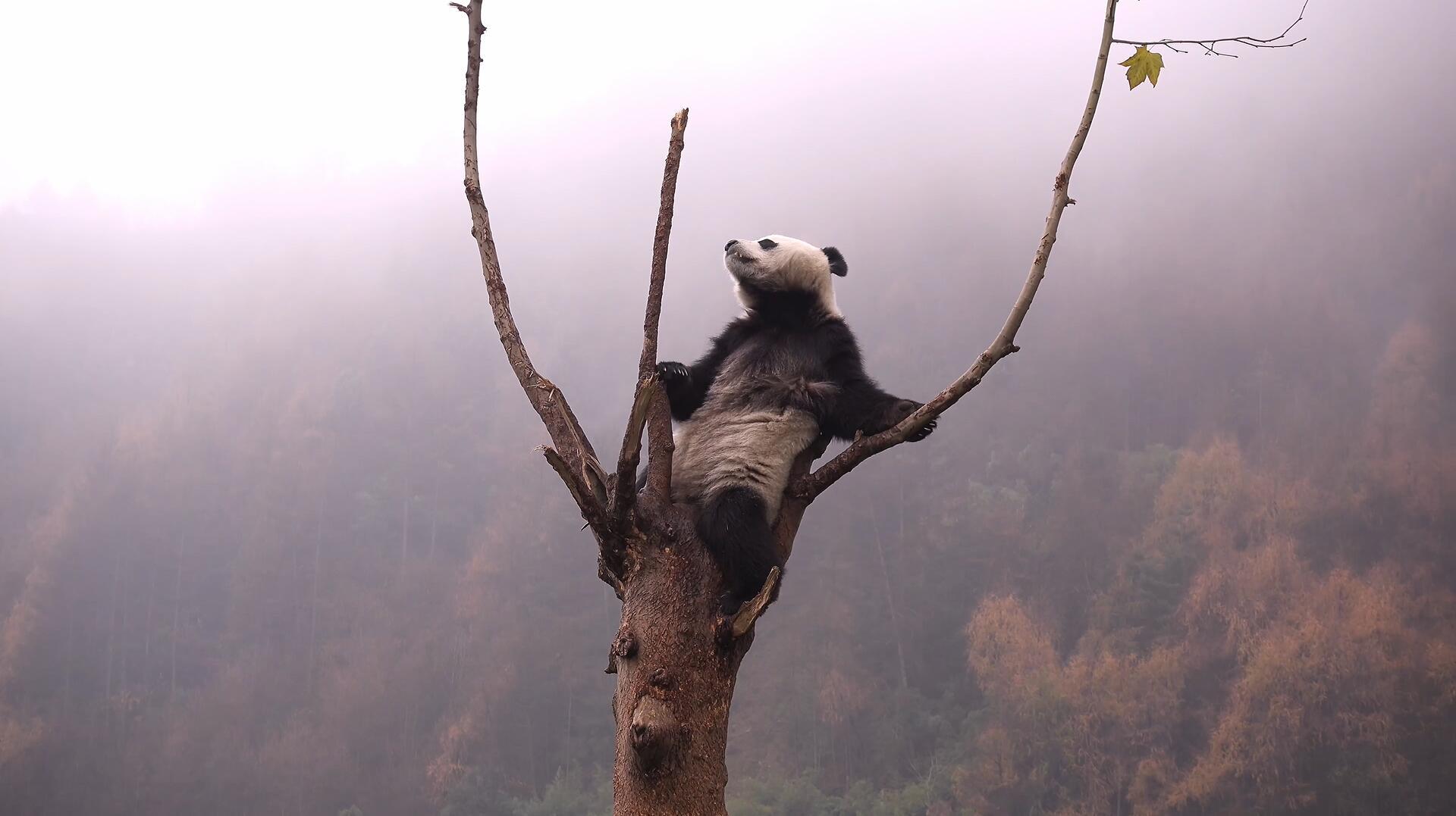 熊猫视频的预览图
