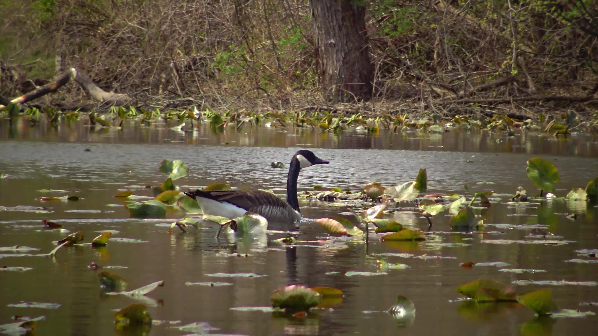 鸟儿像卡恩吉一样漂浮在水百合叶的叶子之间Njusa视频的预览图