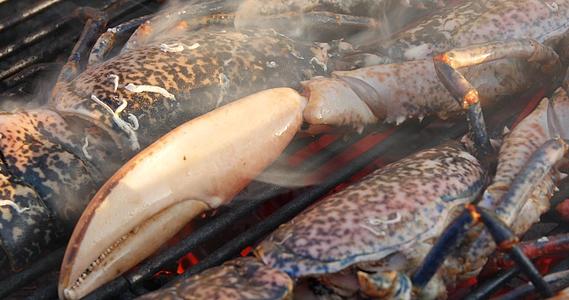 蓝色法国龙虾烧烤烤烧烤烤肉烧烤海鲜盘背景海鲜鸡尾鱼布丁视频的预览图