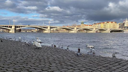 天鹅和海鸥在斯米乔夫河岸上视频的预览图