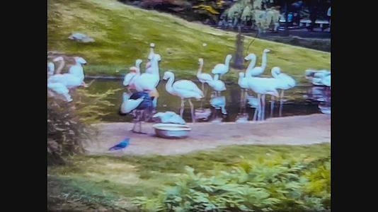 1965年统一王国布里斯托尔动物园60年代的视图视频的预览图