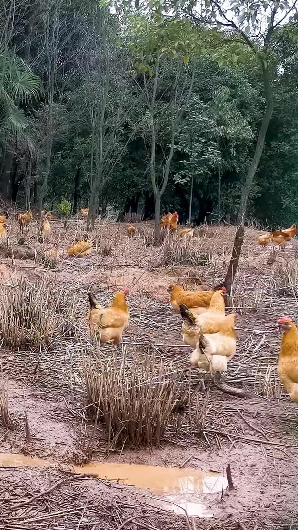 实拍农村散养生态土鸡视频的预览图
