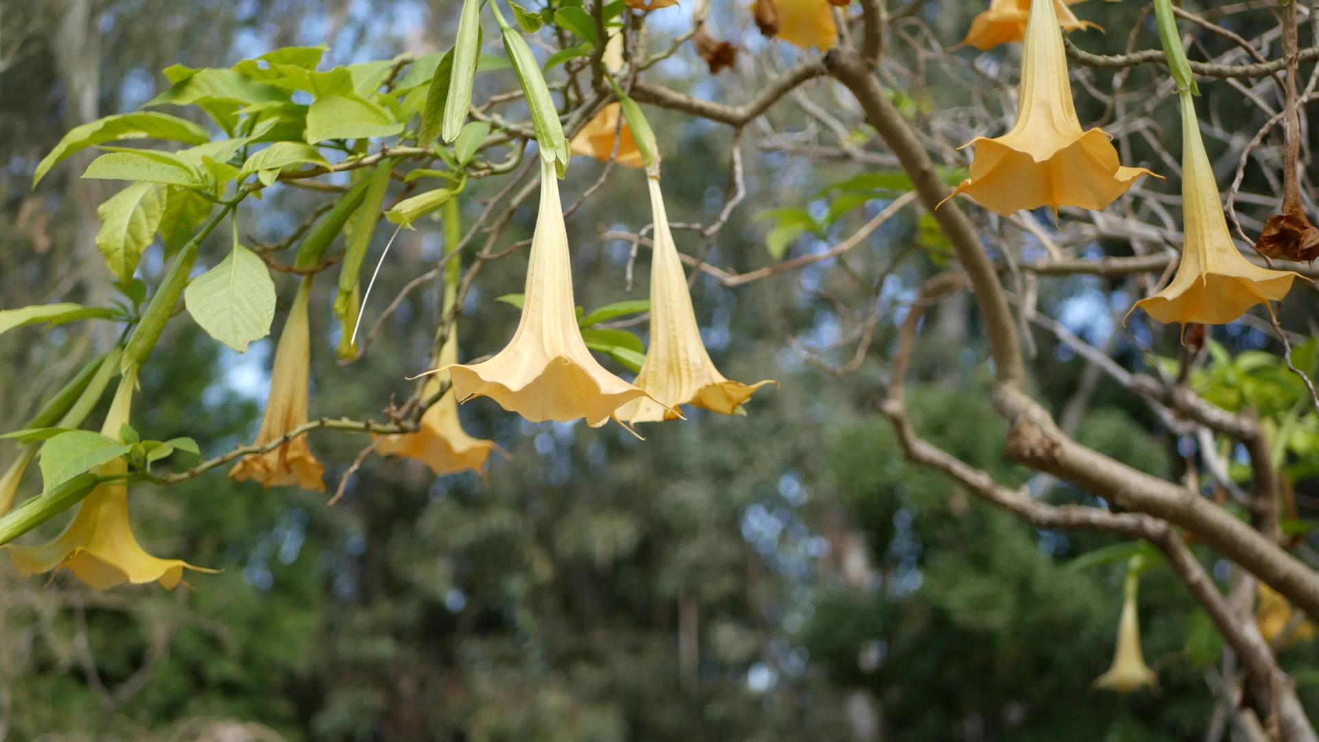 Brugmansia花在美国加利福尼亚州开花视频的预览图