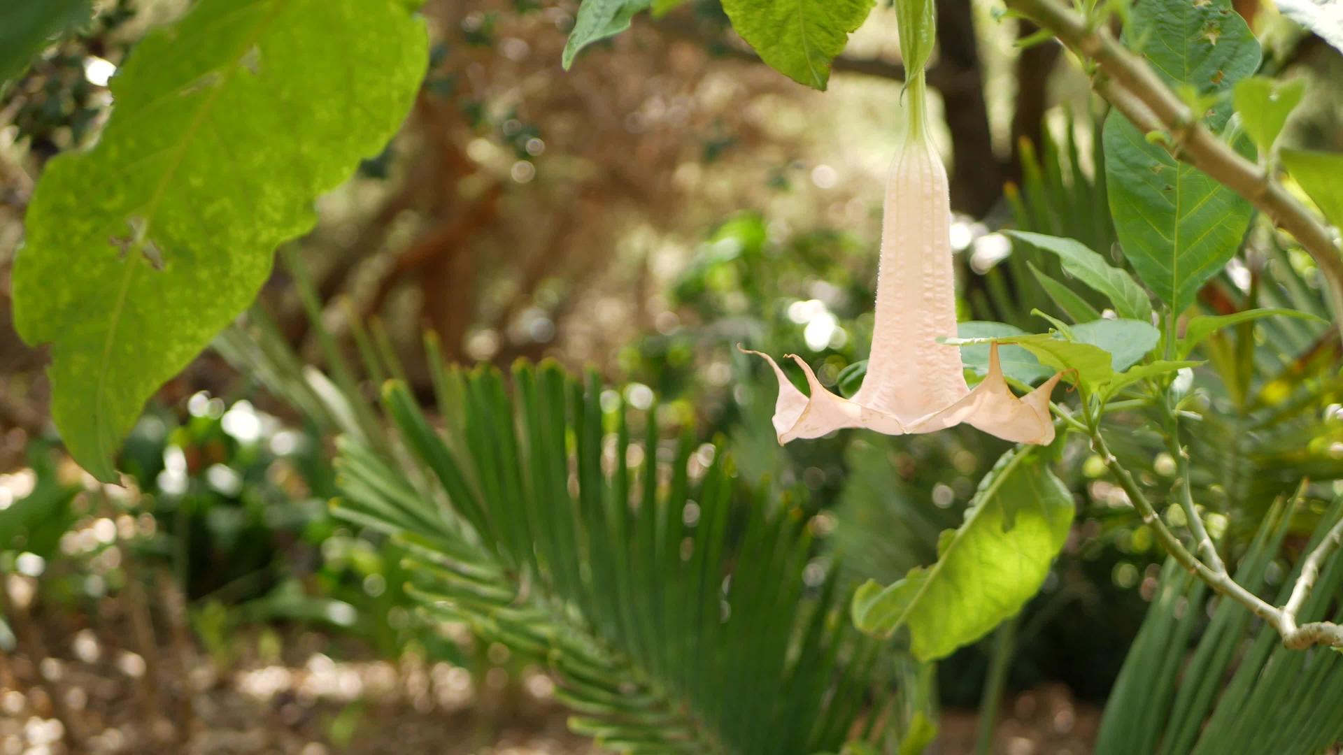 Brugmansia花在美国加利福尼亚州开花视频的预览图