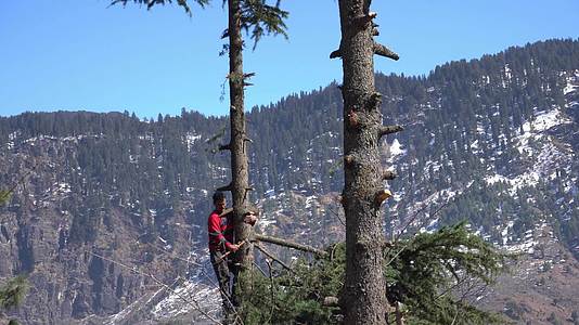 一名男子砍伐长绿树枝的树枝描绘了自然希望的恢复视频的预览图