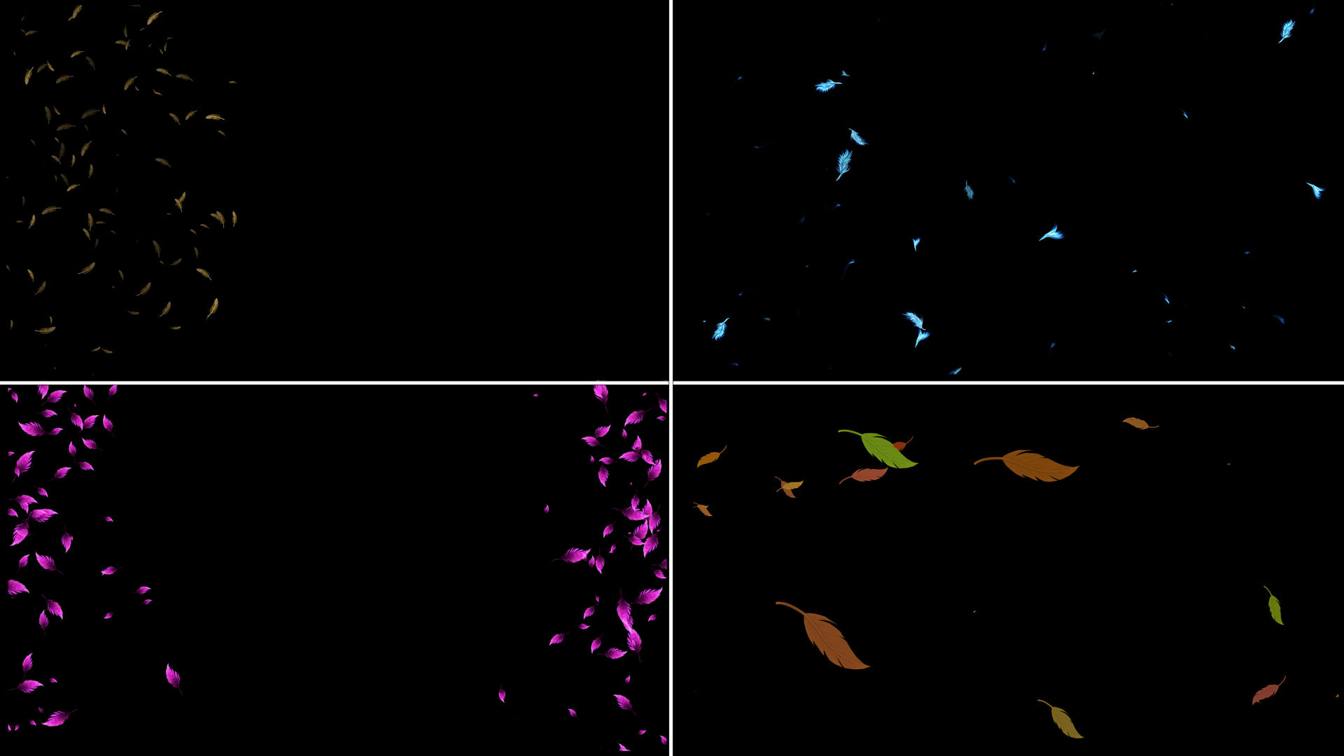 一组羽毛粒子动画6视频的预览图
