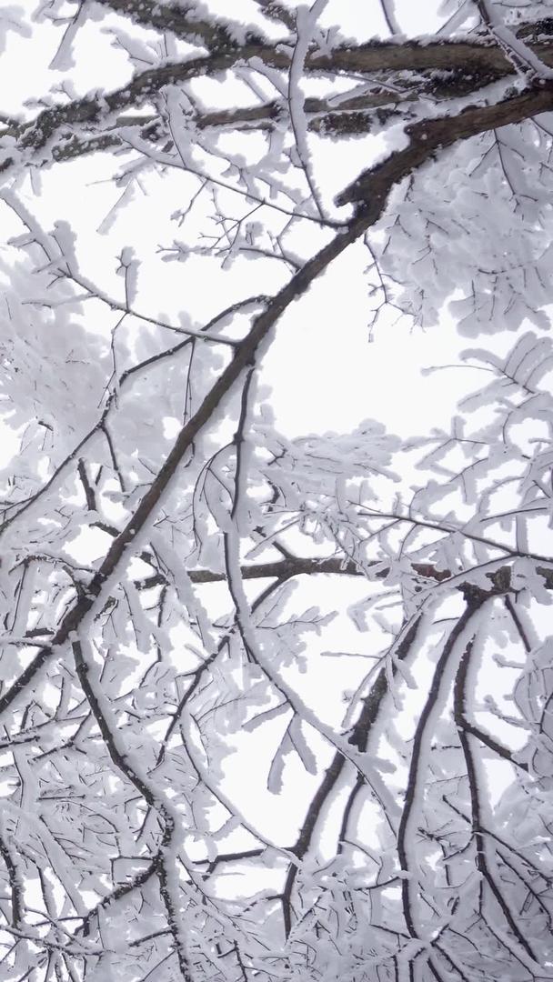 仰拍美丽冰雪包裹的树枝视频素材视频的预览图
