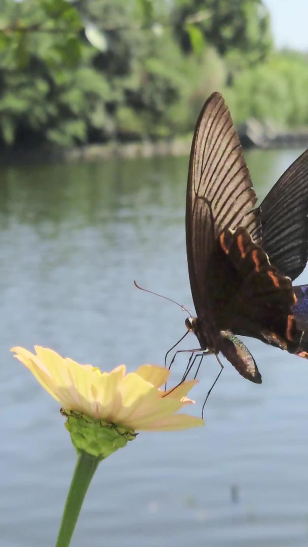 蝴蝶慢慢飞舞升级摄影动物昆虫天然花草素材视频的预览图