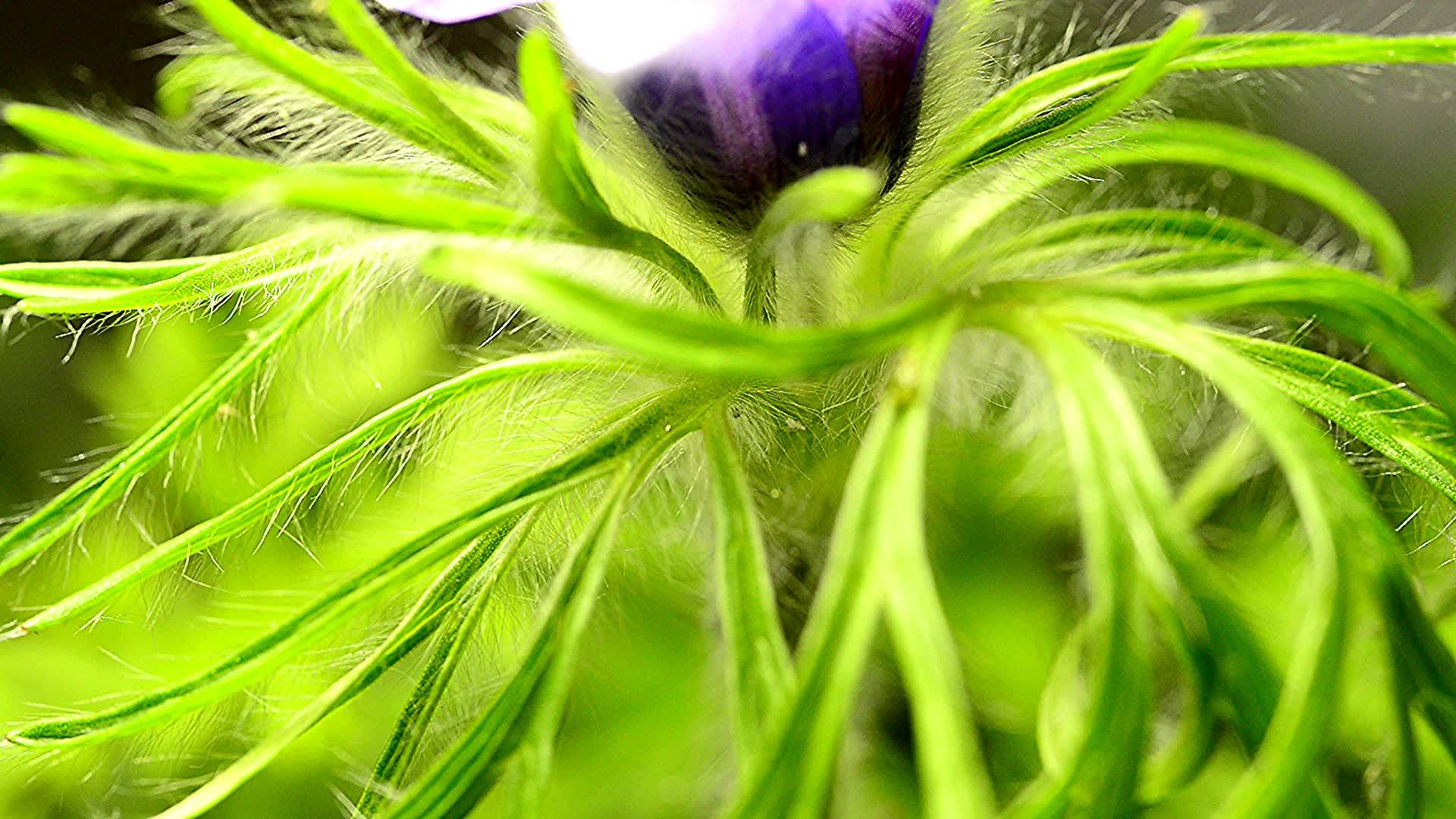 欧洲派斯克花的药用植物视频的预览图