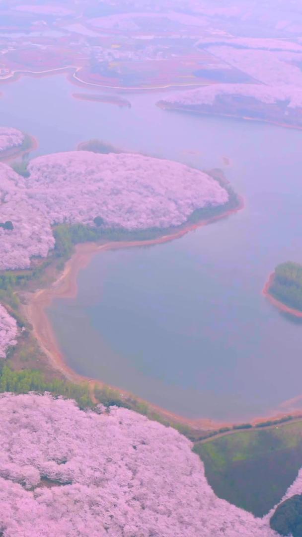 樱花海的航拍视频的预览图