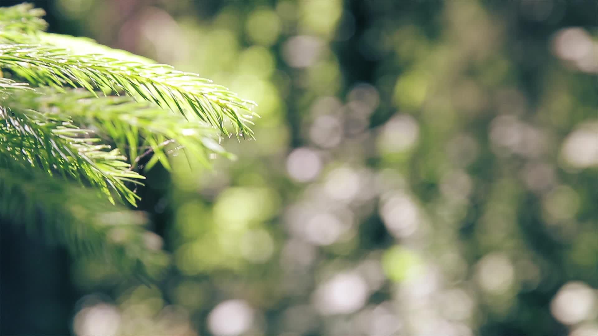 长绿树露天有针叶树叶视频的预览图