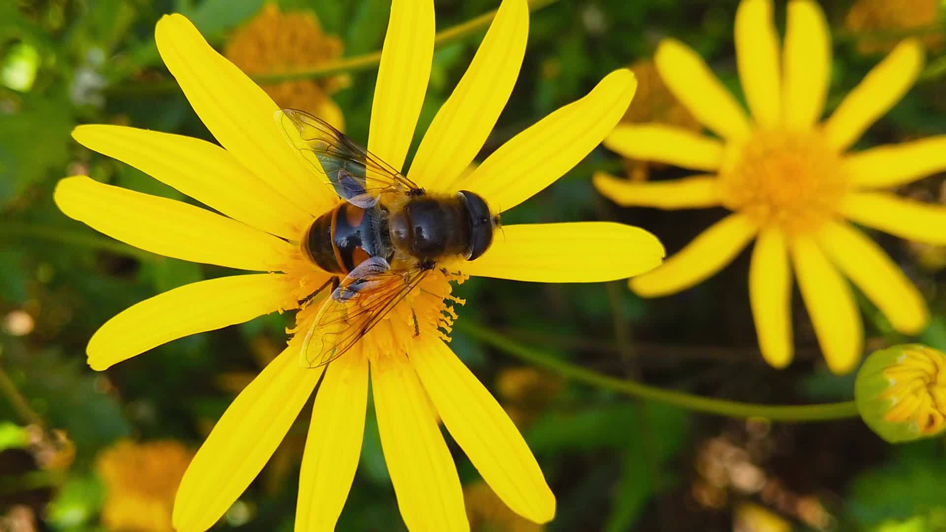 普通无人驾驶飞机在金色灌木的雏菊上缓慢飞行视频的预览图
