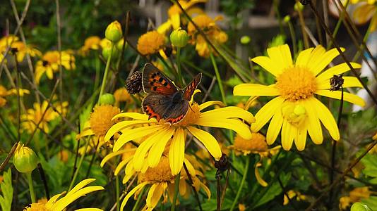 小铜蝴蝶在金色灌木的菊花20慢动作上视频的预览图