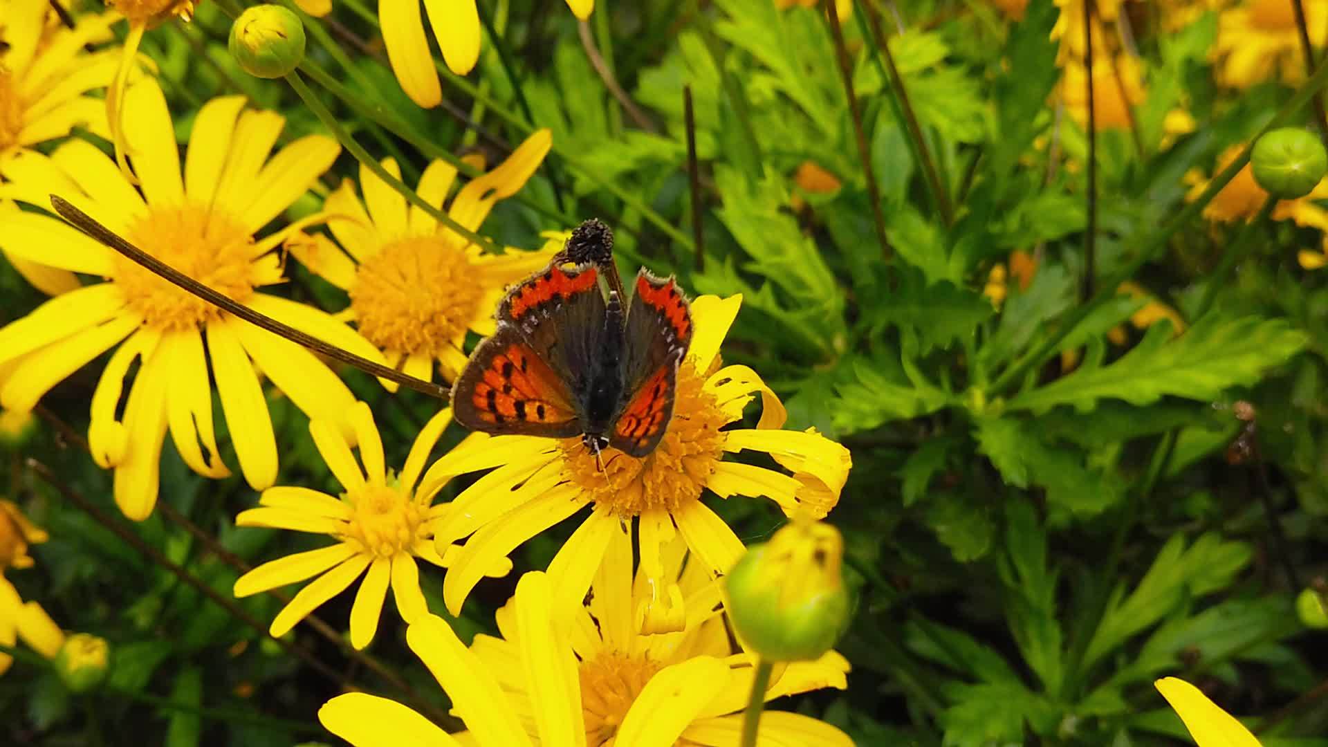 小蝴蝶在金灌木菊花上慢慢移动视频的预览图