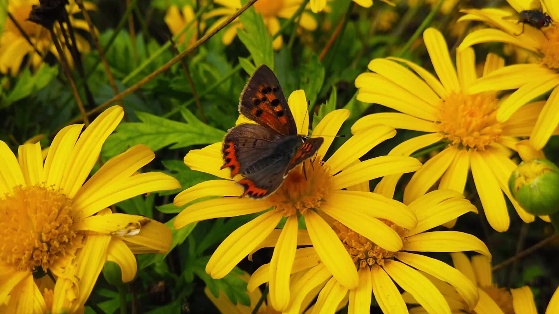 小铜蝴蝶在金灌木菊花03慢动作视频的预览图