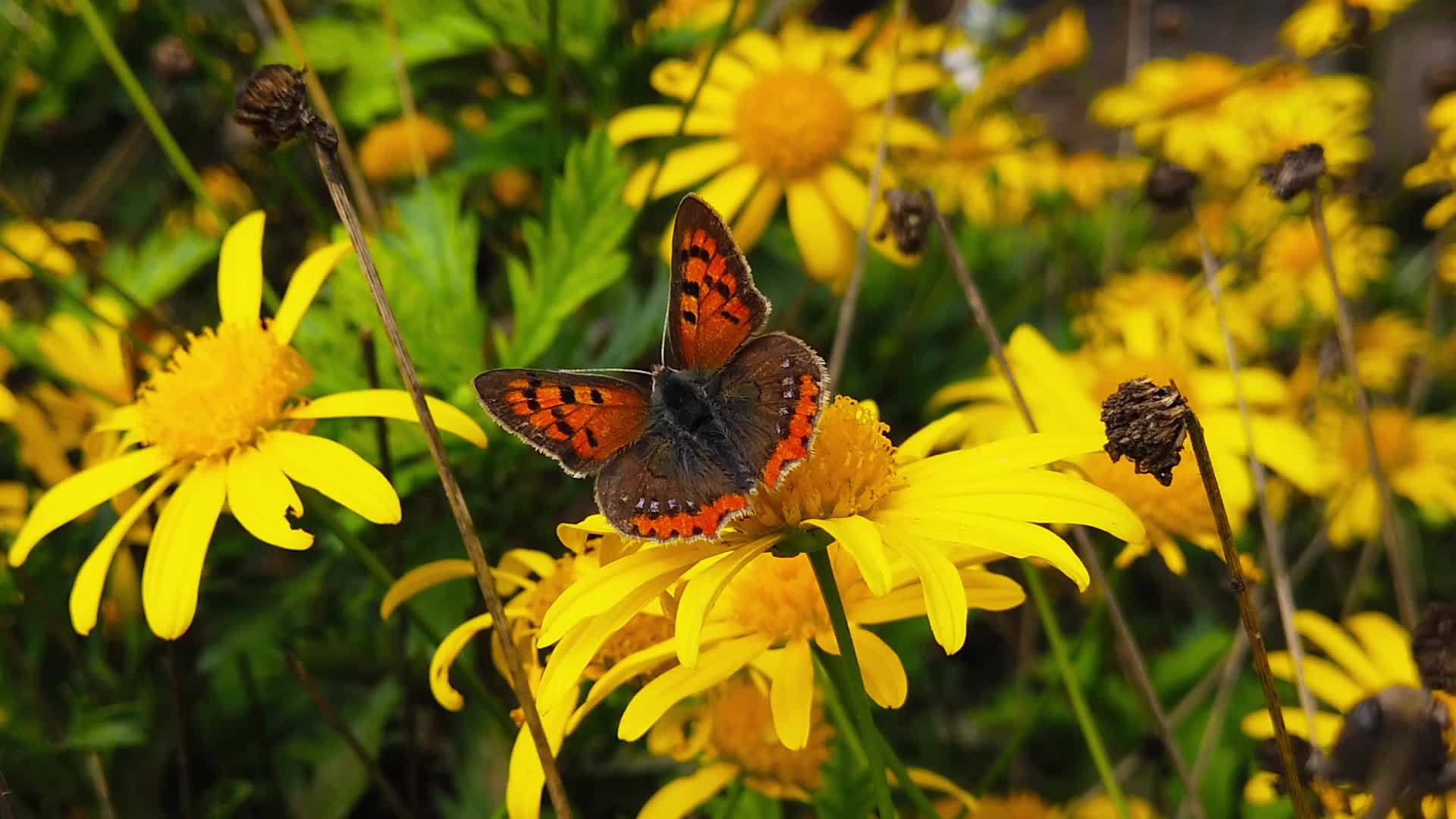 小蝴蝶在金色的灌木菊花上视频的预览图