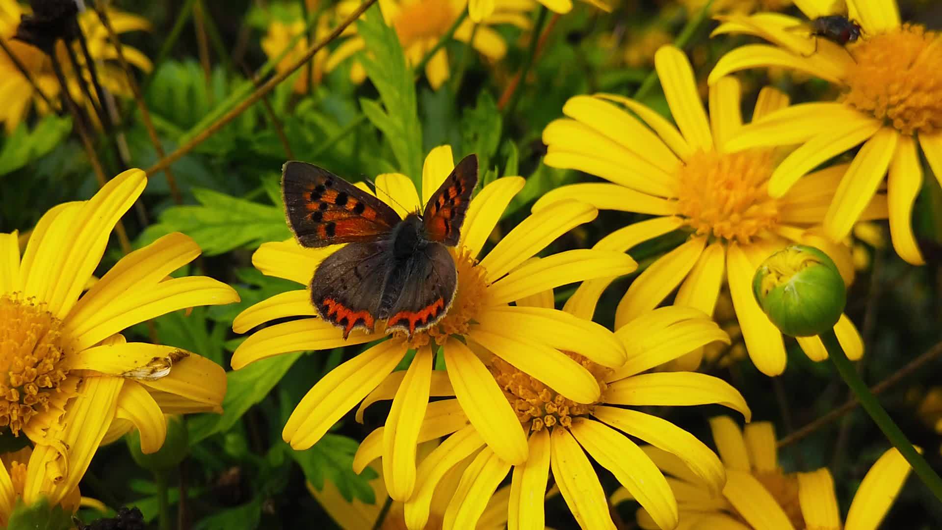 小蝴蝶在金色的灌木菊花上视频的预览图