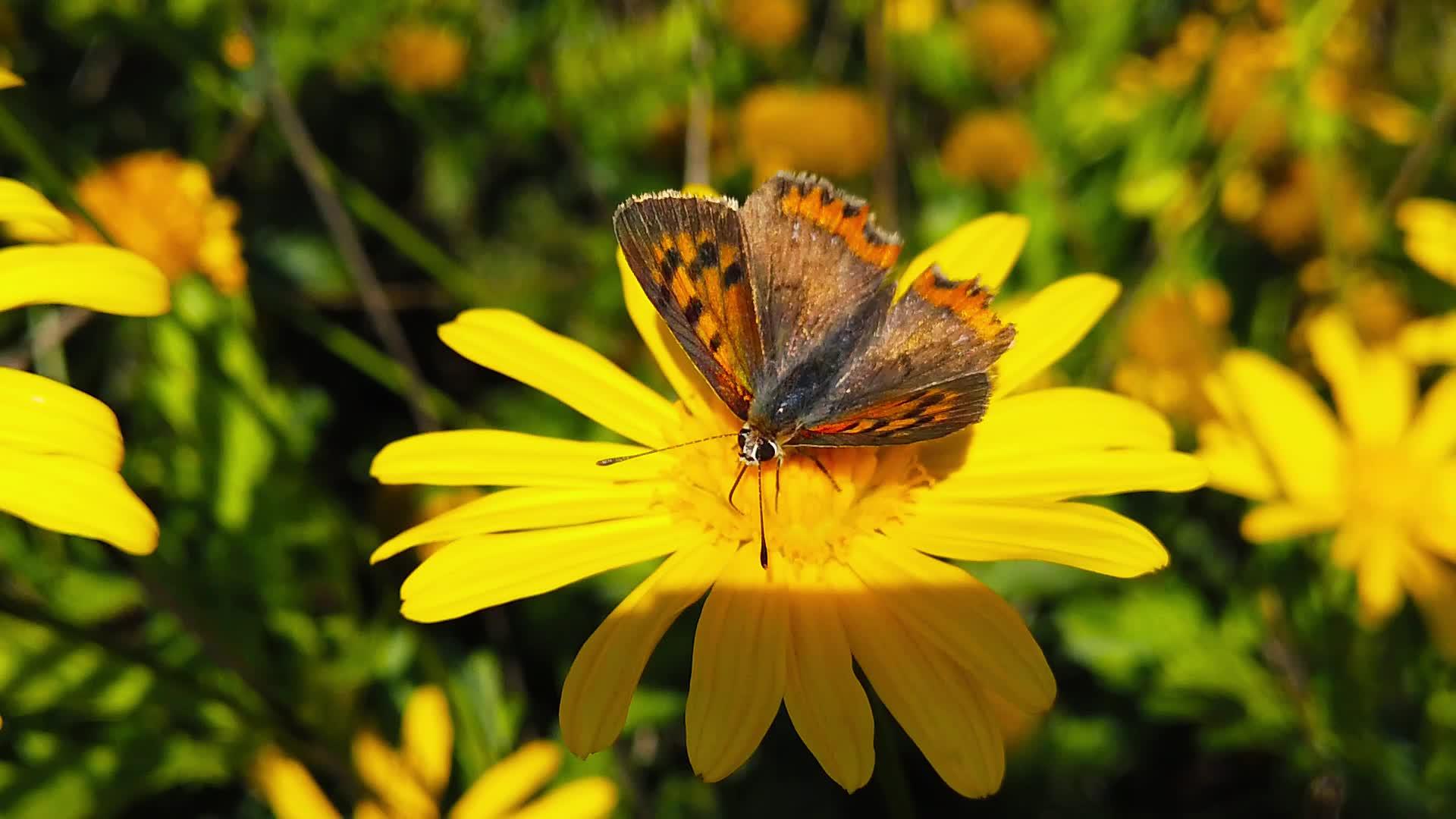 小铜蝴蝶在金灌木菊花29上慢慢移动视频的预览图