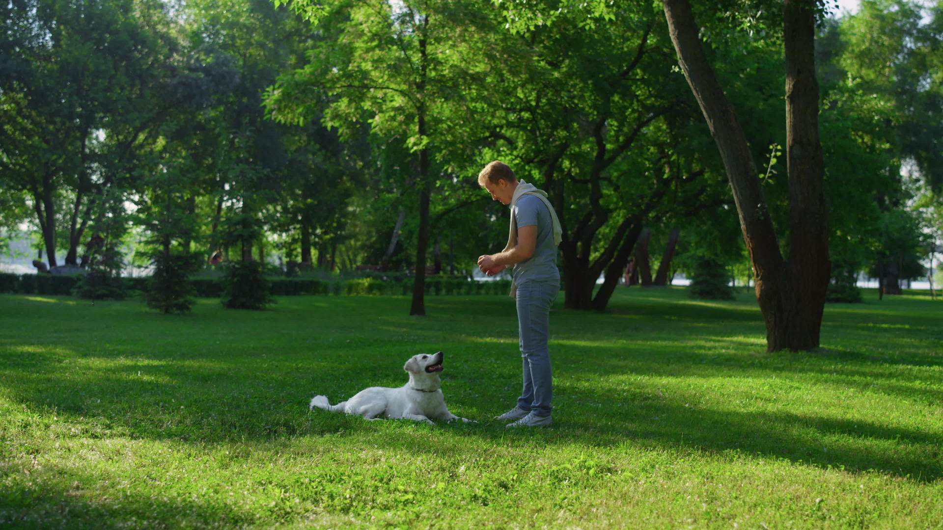 快乐的人们在公园里训练金毛猎犬视频的预览图