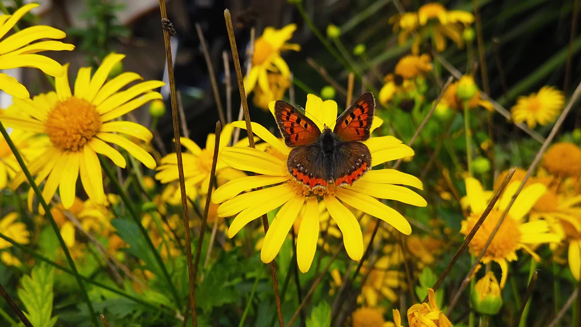 小铜蝴蝶在金灌木菊花101慢动作视频的预览图