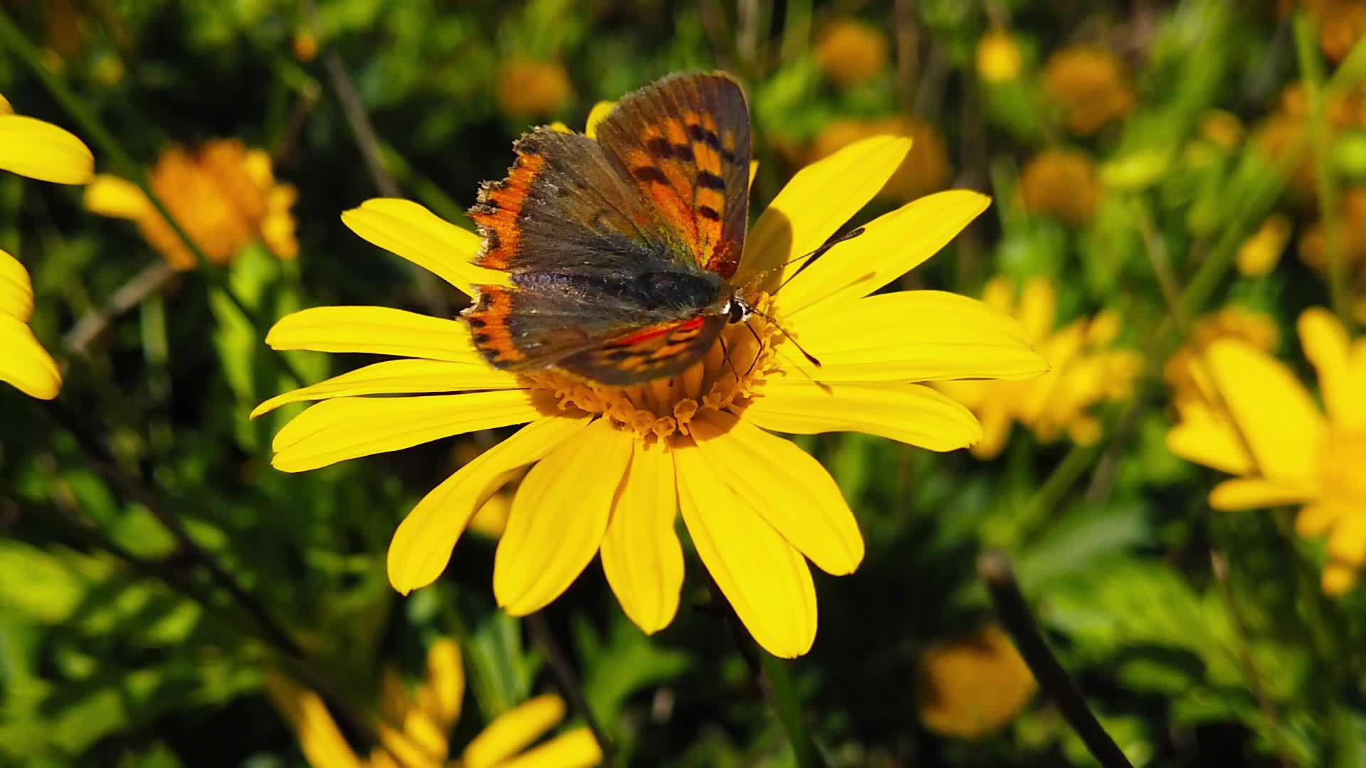 一个小铜蝴蝶在金灌木头31号慢动作视频的预览图