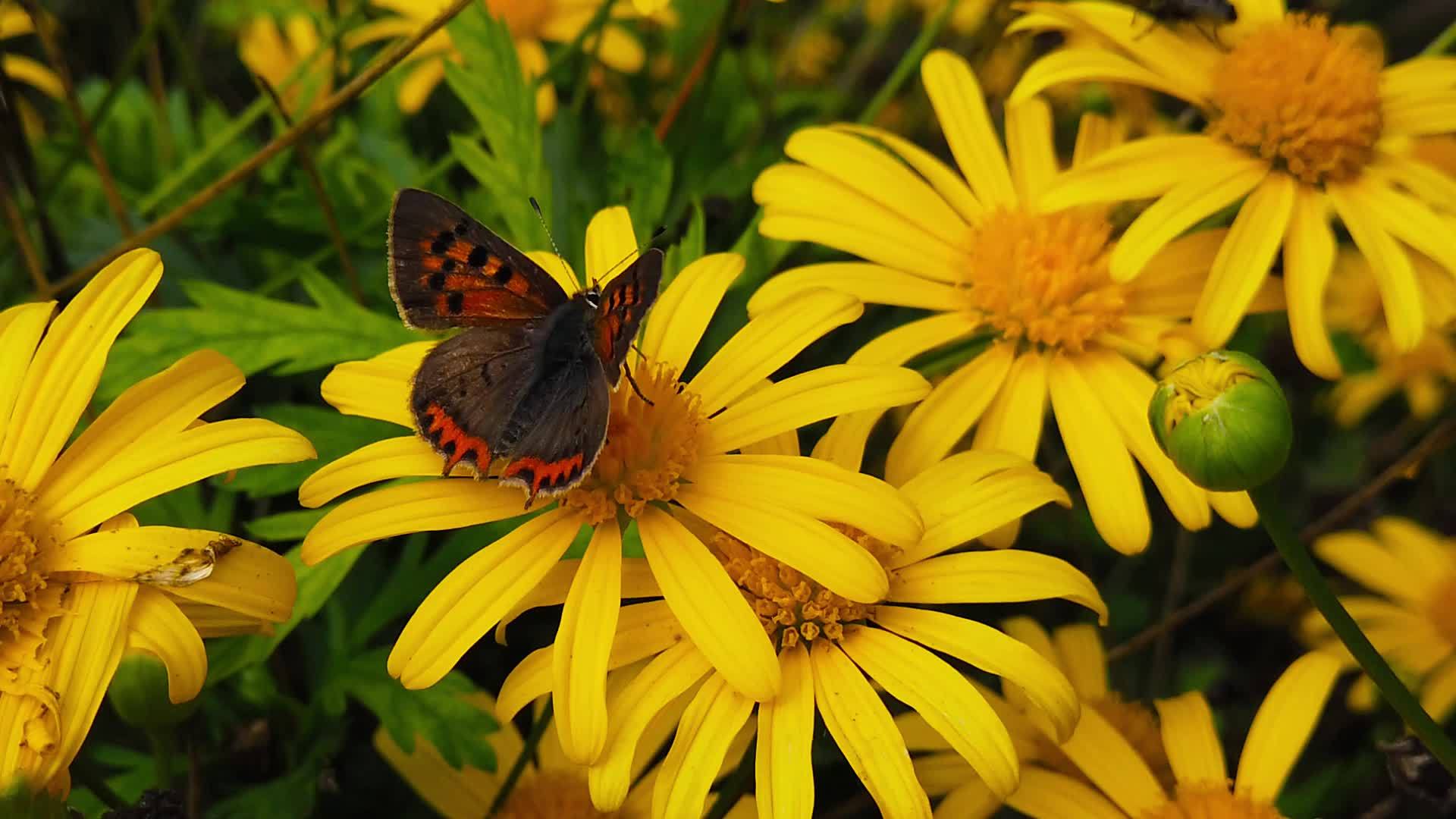 一色灌木菊花上的小铜蝴蝶08慢动作视频的预览图