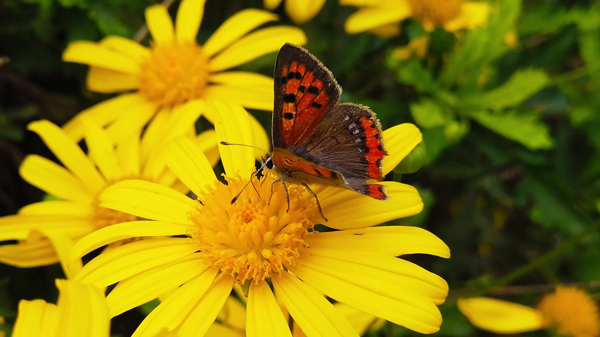 一只小铜蝴蝶在金灌木菊花23号慢慢移动视频的预览图