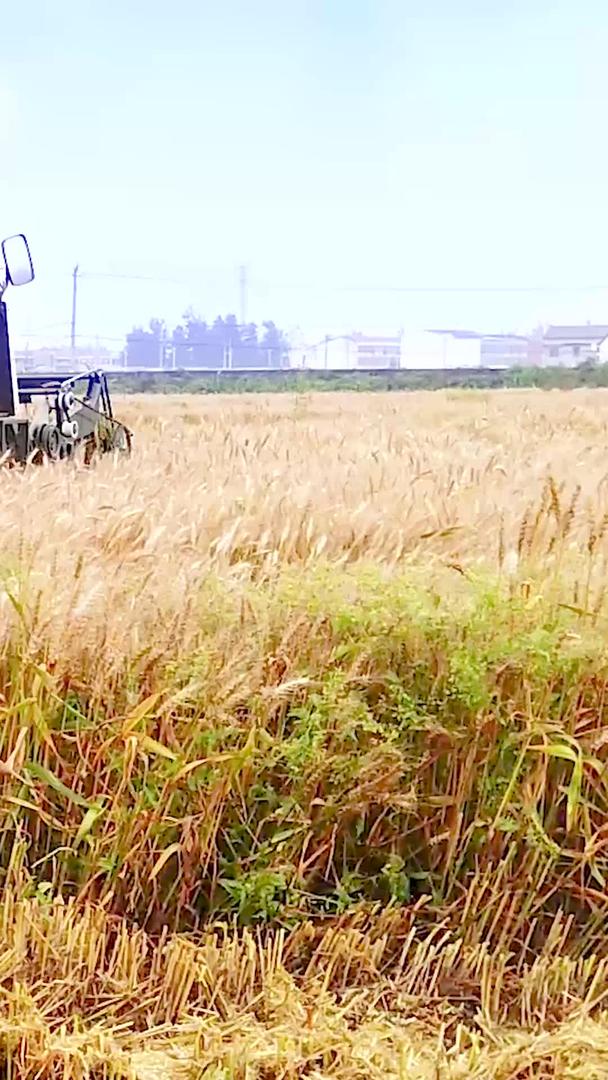 小麦大丰收视频的预览图