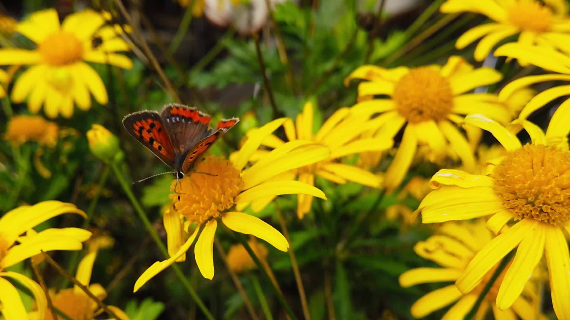 19号雏菊上的小铜蝴蝶在金灌木头上慢慢移动视频的预览图