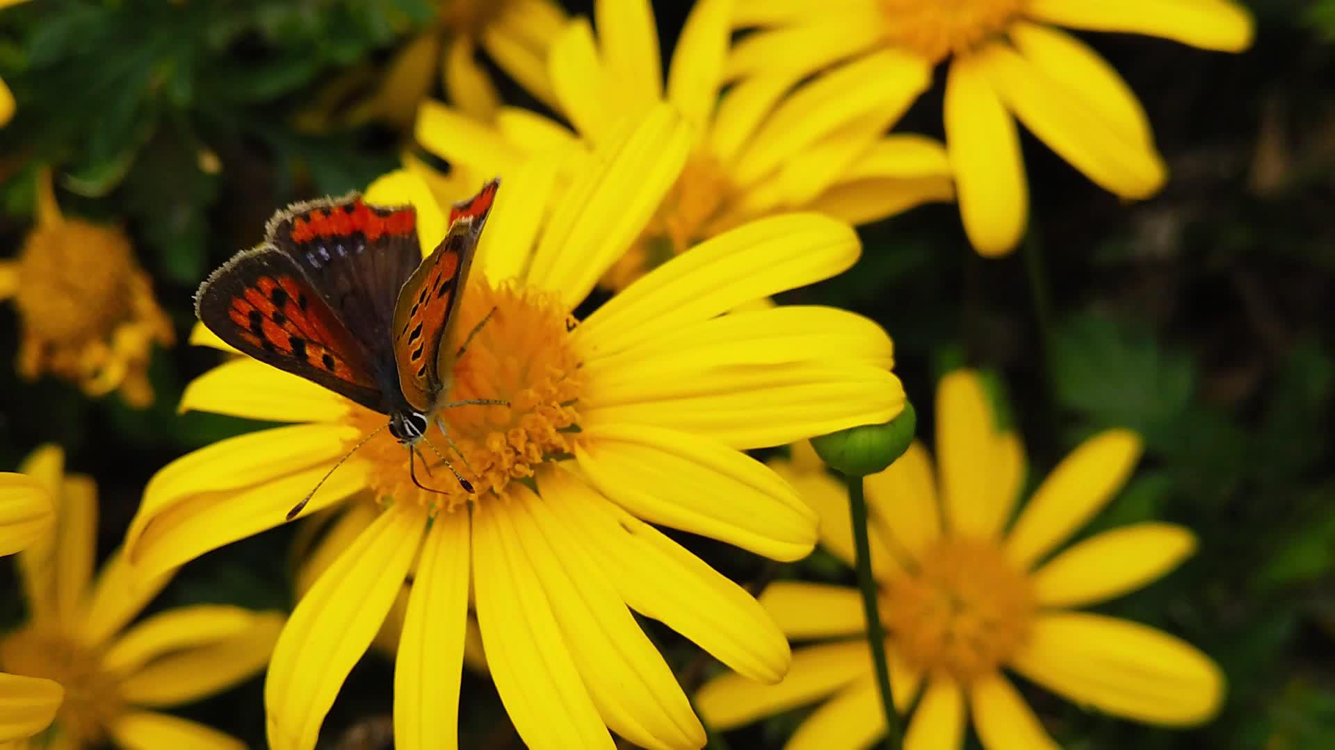 小铜蝴蝶在26号金灌木菊花上慢慢移动视频的预览图
