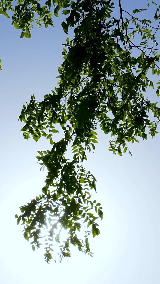 阳光照射树叶逆光视频的预览图