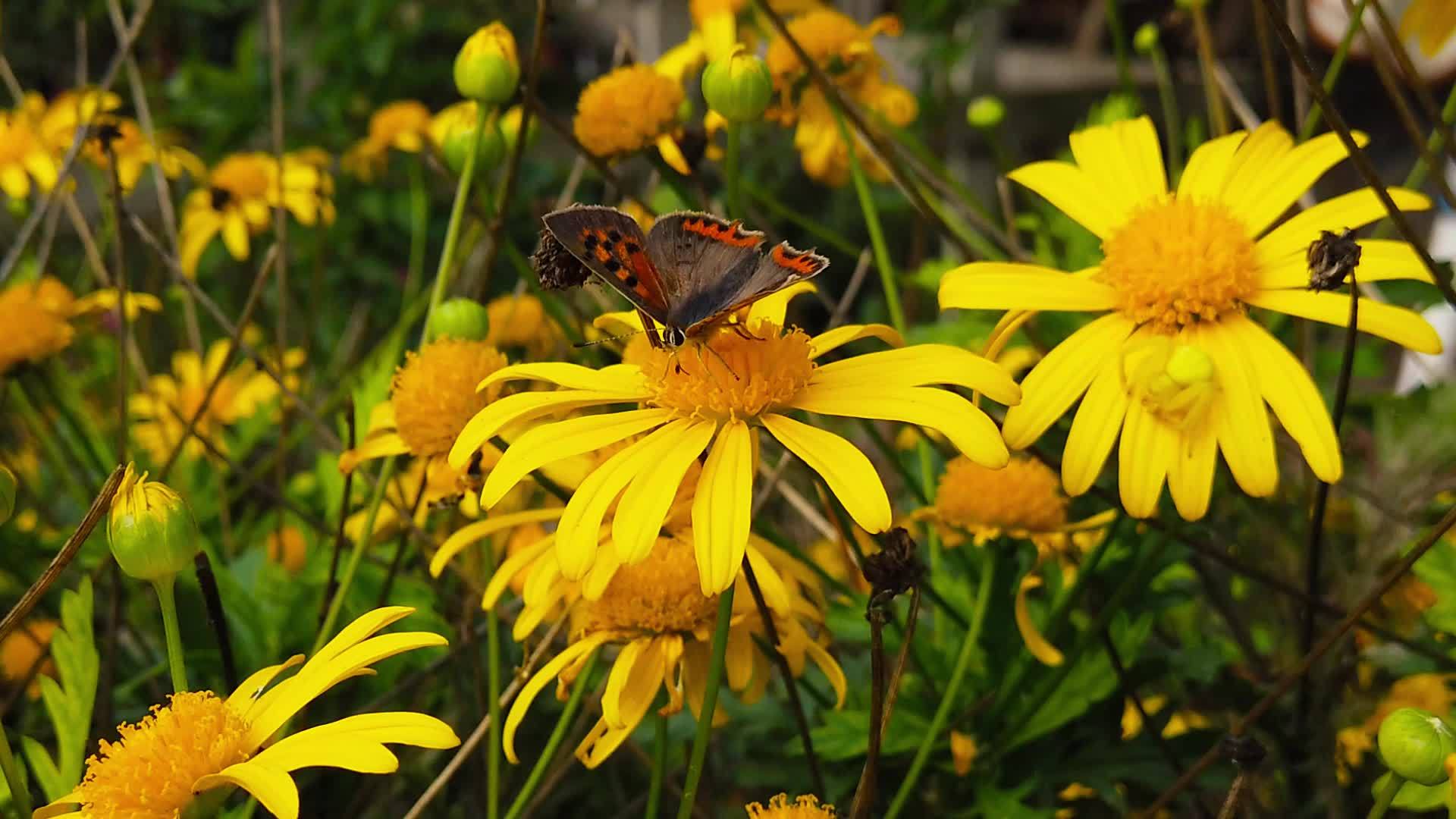 蝴蝶在金色的灌木菊花上移动视频的预览图