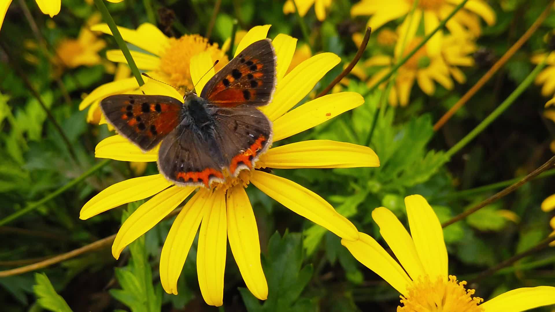 小铜蝴蝶在22号金灌木菊花上慢慢移动视频的预览图