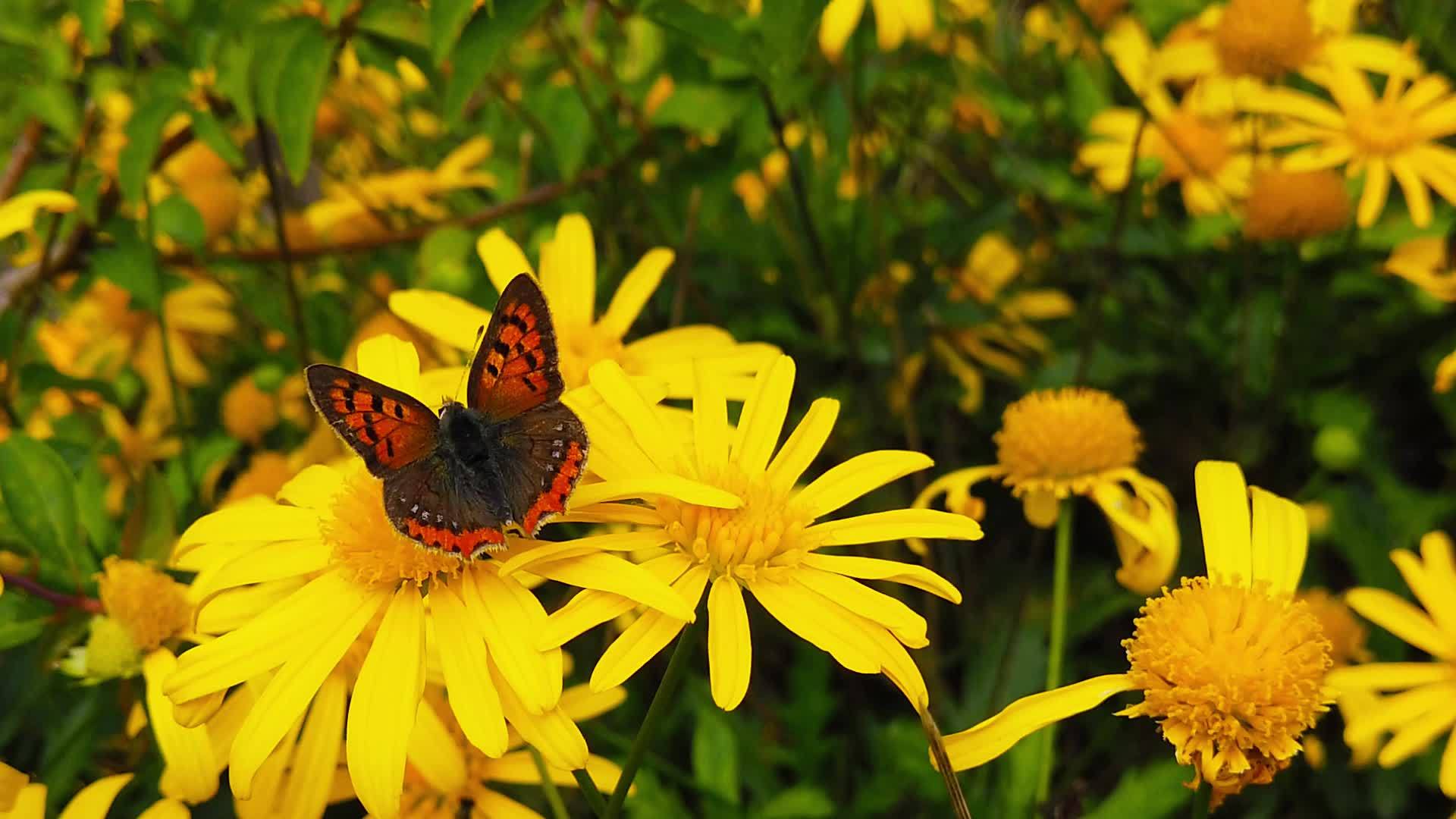 小铜蝴蝶在14号金灌木菊花上慢慢移动视频的预览图