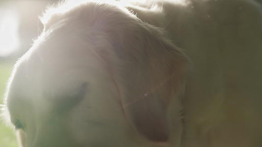 夏季阳光公园特写金毛猎犬咬骨头视频的预览图