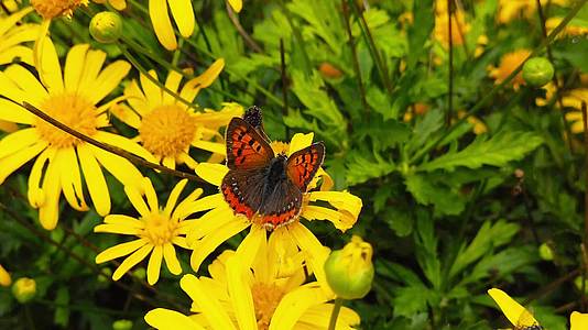 小铜蝴蝶在15号金灌木菊花上慢慢移动视频的预览图