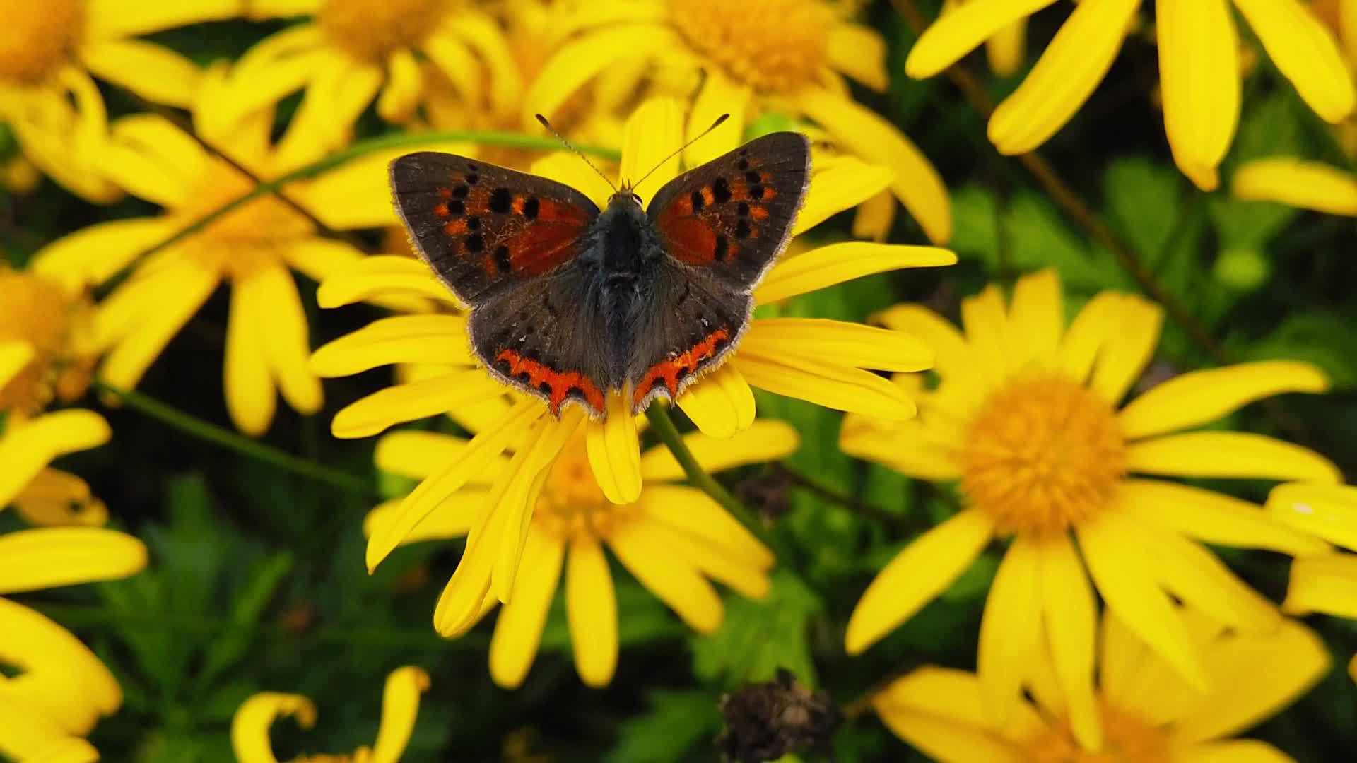 21号金灌木菊花上的小铜蝴蝶慢慢移动视频的预览图