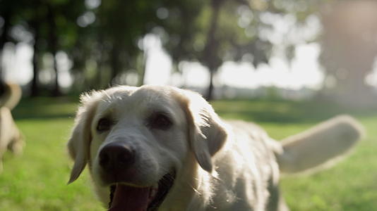 快乐的金毛猎犬在夏季公园特写镜头中来到主人面前视频的预览图