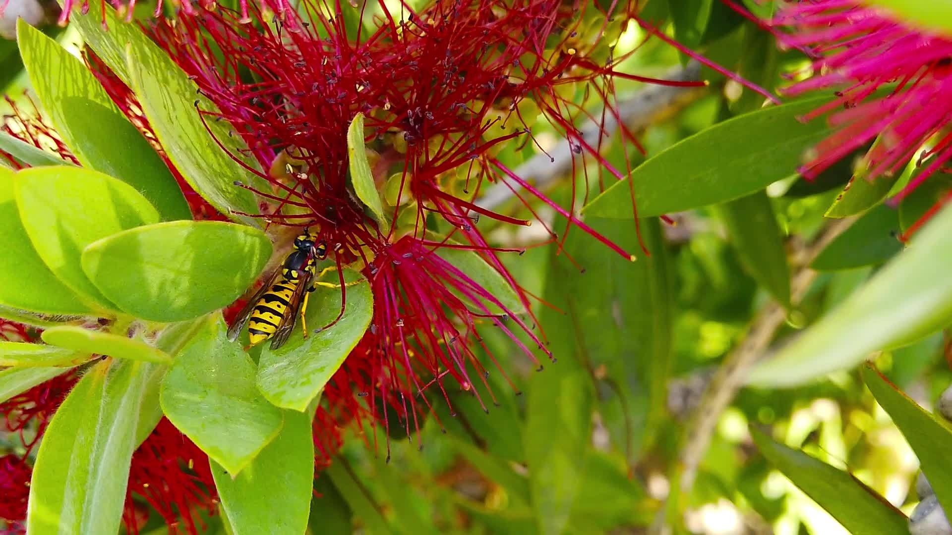 黄蜂常见于红花视频的预览图