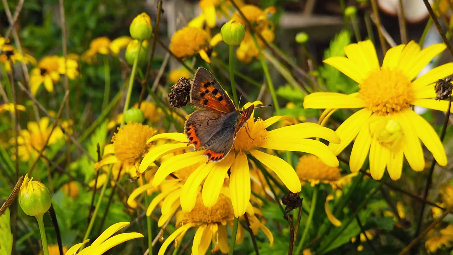 小铜蝴蝶在11号金灌木菊花上慢慢移动视频的预览图