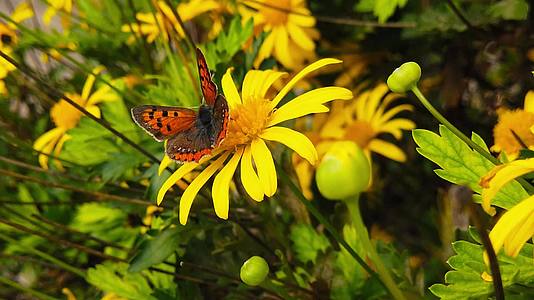 小铜蝴蝶在10号金灌木菊花上慢慢移动视频的预览图