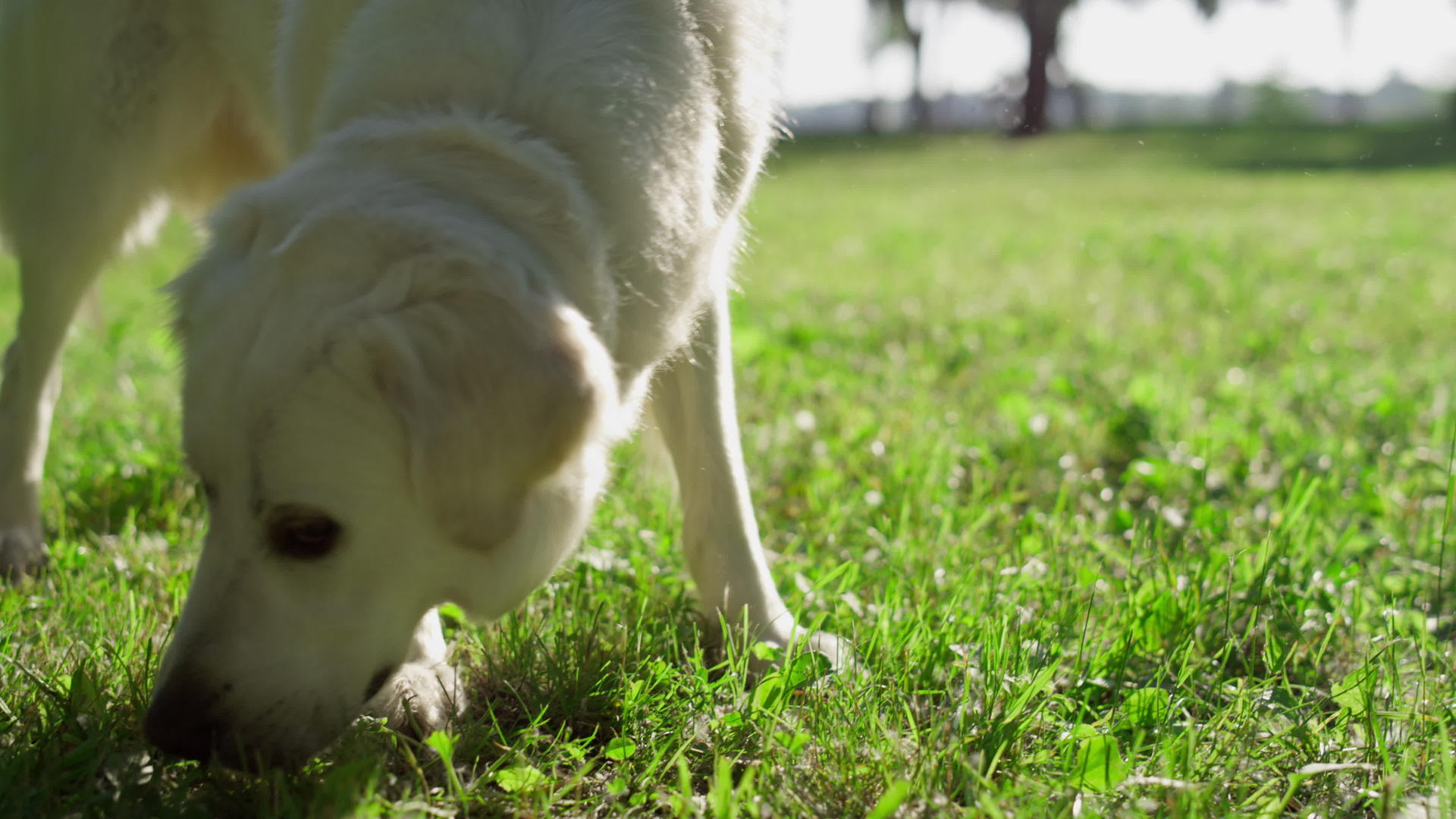 特写成人金毛猎犬闻草在阳光明媚的公园里搜寻视频的预览图