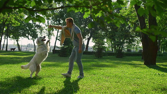 在城市公园阳光明媚的日子里帅哥训练狗把戏视频的预览图
