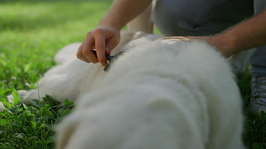 男士用手触摸幸福的金毛猎犬特写视频的预览图