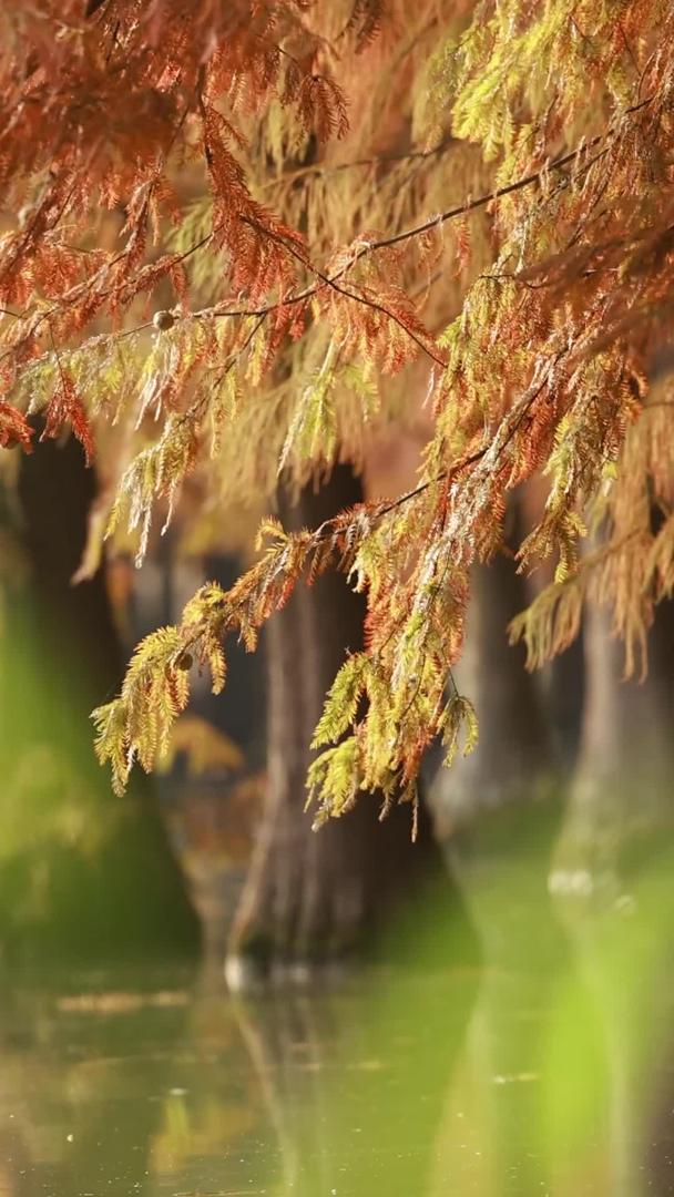 池杉生长在水中视频的预览图