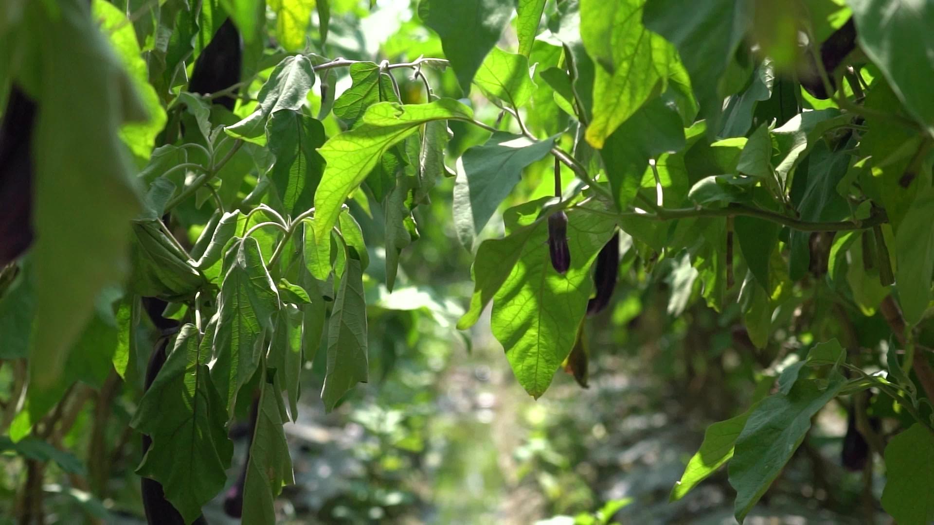 4K农业种植有机蔬菜茄子实拍视频视频的预览图