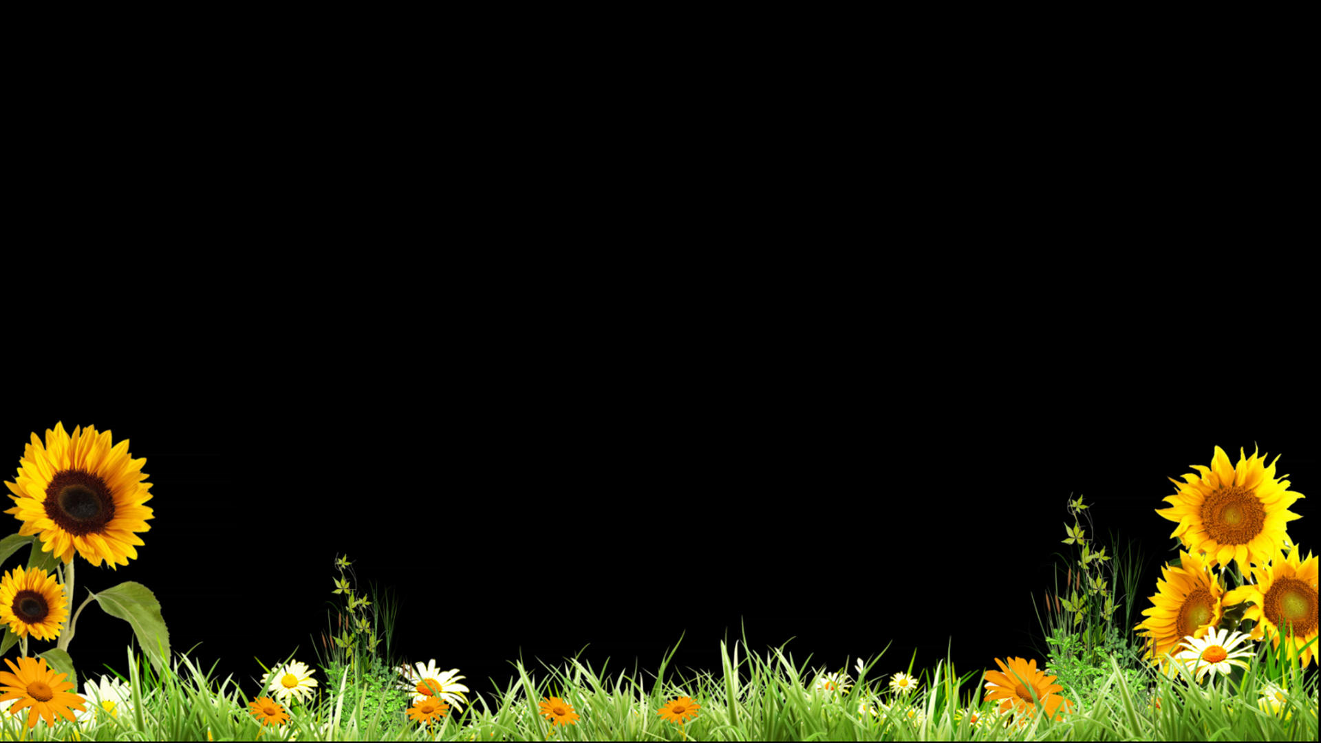 草地向日葵动画元素带透明度通道视频的预览图